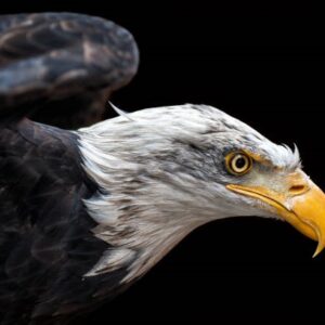 Digitaal Voucher: Zo vrij alse en vogel